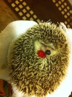 awwww-cute:  Hedgehog and a raspberry