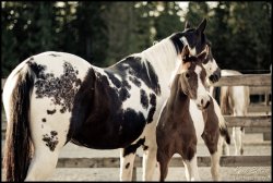 appaloosa-jumper:  This mare has gorgeous markings!!<3 