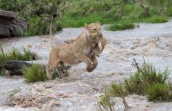 amroyounes:  Lioness saves her cubs from flood waters