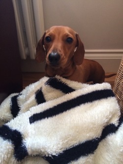 actualdogvines:  My baby Frankie, 2 years old miniature dachshund