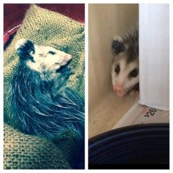 theveganzombie:  I rescued this little baby from a rat trap yesterday…I