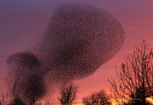 Murmuration (thousands of Starlings flock together over Gretna, Scotland just before roosting for the night) … click the pic for a link to a beautiful video of this stunning natural phenomena
