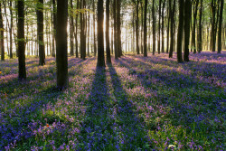 te5seract:  Bluebells, Beech Forest &  Bluebell Wood  by