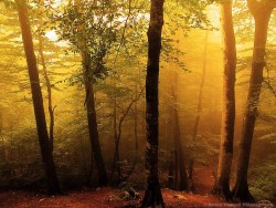 sapphire1707:  misty moments by arianphoto