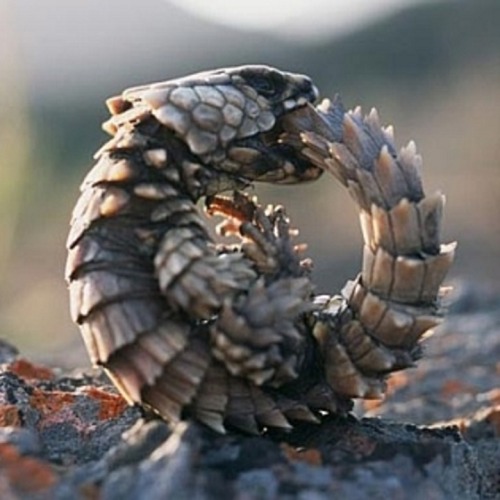  Biologists would have you call this thing an Armadillo-Girdled Lizard, Cordylus cataphractus, but I won’t be fooled. This is clearly a baby dragon. They also have this adorable habit of biting their own tails for no discernible reason. Which is