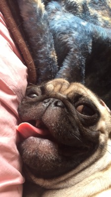 macaroni-god:  😂 you guys, my dog is perfect.