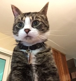 knusprig-titten-hitler:  “My laptop is set up to take a picture after 3 incorrect password attempts” 