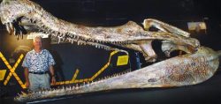 weegboi:  deamhan:   here is a sarcosuchus  its related to