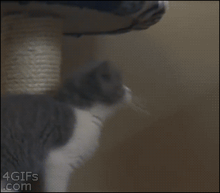 4gifs:  Fly, you fools! [video] 