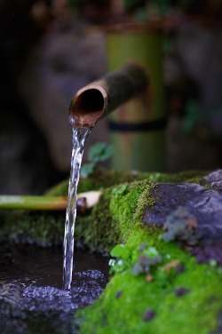 owakolf:  Nature Blog 