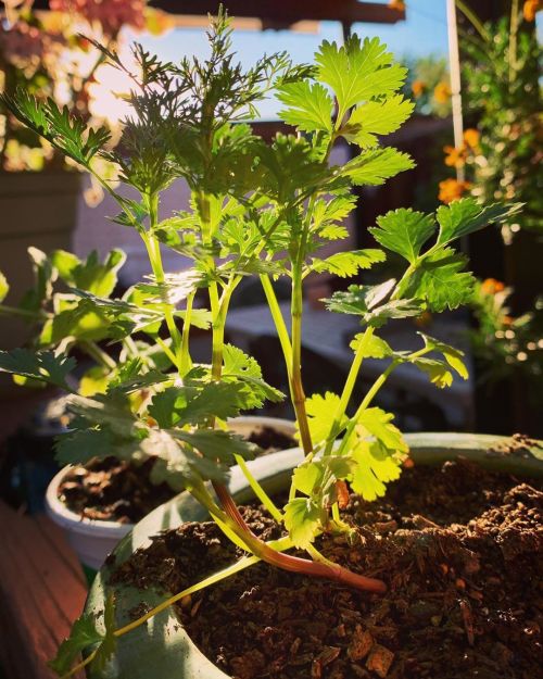 Cilantro is coming along. This is from seed.  https://www.instagram.com/p/CAo_ZTQgAKV/?igshid=iez3ep46w7pr