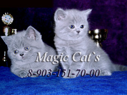 torridgristle: ecstasybread:  Magic Cat’s  Little grey cat’s