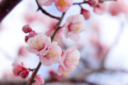 minuga-hana:  ume blossom by   gufu toku