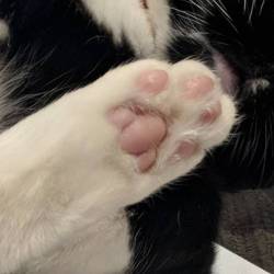 thewightknight:  Perfect beans. #cats #toebeans #catsofinstagram