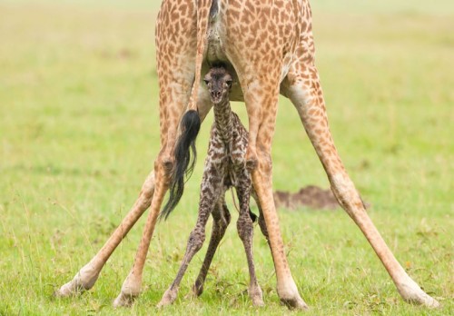 Getting his land legs (newly born Giraffe)