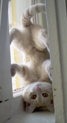 suicidallyreckless:  I googled ‘upside down cats’ and I am