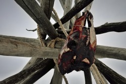 bindingfenrir:  Strung up a roadkill elk we butchered for the