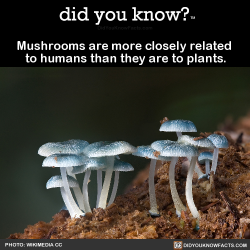 slbtumblng:  did-you-kno:Mushrooms are more closely related 