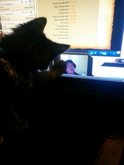 pterodactylsftw:  Even kitty loves Scarra