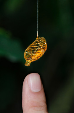 sixpenceee:The Urididae is a type of moth and it’s cocoon is