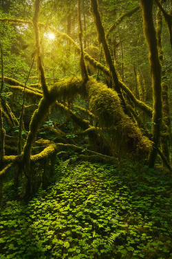 plasmatics:  Verdancy by Alex Noriega (Website) Vine maples,