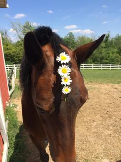equestrianxbitch:  miss daisy  