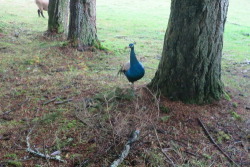 lazyevaluationranch:  11/2 Today Goofus the Peacock killed a