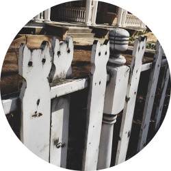 chrysanthechor:  cAT FENCE