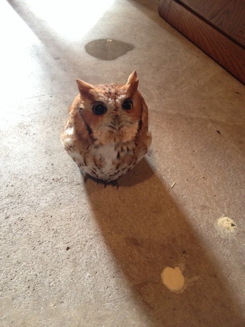 armouredswampert:  agelfeygelach:  little-yogi:  It’s a cute little thing though.  Sometimes it is hard to remember that owls are incredibly dangerous predators seen by cultures throughout  the world as ill omens. Especially when they look like toasted
