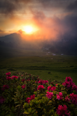 tulipnight:  Mountains flowers at sunset in the alps by Andreas