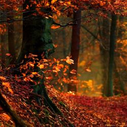 bredforbritain:  Forest Floor, France 