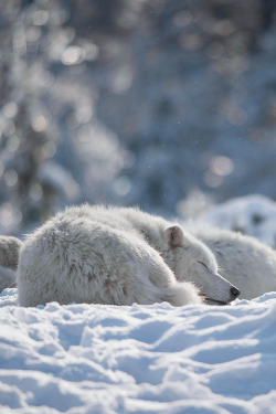plasmatics-life:  Peaceful Pack ~ By Justin Lo