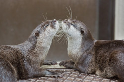 dailyotter:  Otters Give Each Other Air Kisses Thanks, kashiwaya920!
