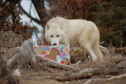 wolveswolves:                   By the Wild Spirit Wolf Sanctuary