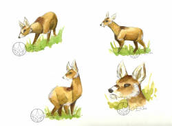 Water Deers!!!! :DThese has been a real pain in the soul!!!!