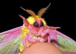 thepinkqueen:  IT’S A STRAWBERRY BANANA TAFFY CANDY MOTH!!