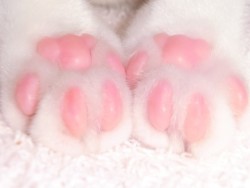 milky-thighs:  i love lil kitty paws :*