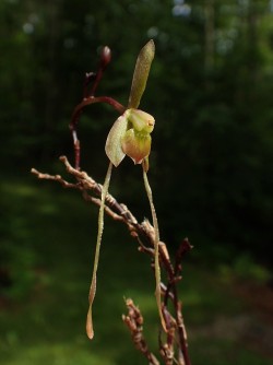 orchid-a-day: Epidendrum longipetalum Syn.: Epidendrum antenniferum