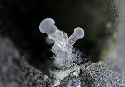 ifuckingloveminerals:  FluoritePassa Limani Cove slag locality,