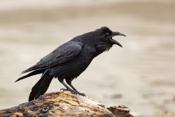wild-diary: Common Raven | Mick Thompson