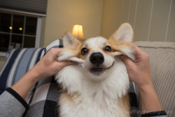 wafflesthecorgi:  The Faces of Waffles The Corgi: Chipmunk Beagle