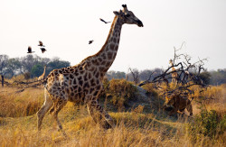 Mortality is our lifelong companion (Giraffe and Lion on the Serengeti)