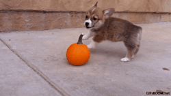 white-pumpkin:  puppy + pumpkin