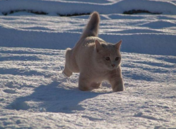 dizzyotter:  this fluffy man is on a journey 