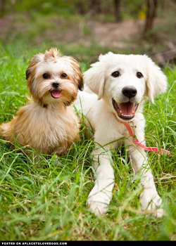 aplacetolovedogs:  Two adorably cute and happy puppies. A sweet