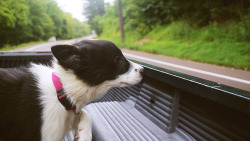 dannerzz:   little Pine Nut love back of truck 