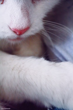 -vvaste:  cats nose | photo taken by meplease don’t delete