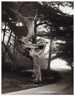 inneroptics:  OUTERBRIDGE, PAUL (b. 1896 – d. 1958)Ghost Tree, 1951