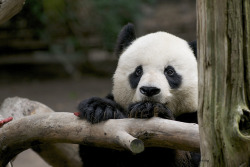 sdzoo:  Our giant male panda Gao Gao is recovery well from