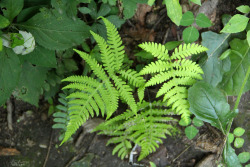 frolicingintheforest:  Beech Fern(Phegopteris hexagonoptera)